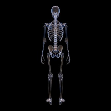 İskelet