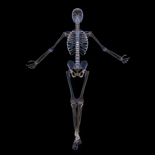 Skeleton — Stock Photo, Image