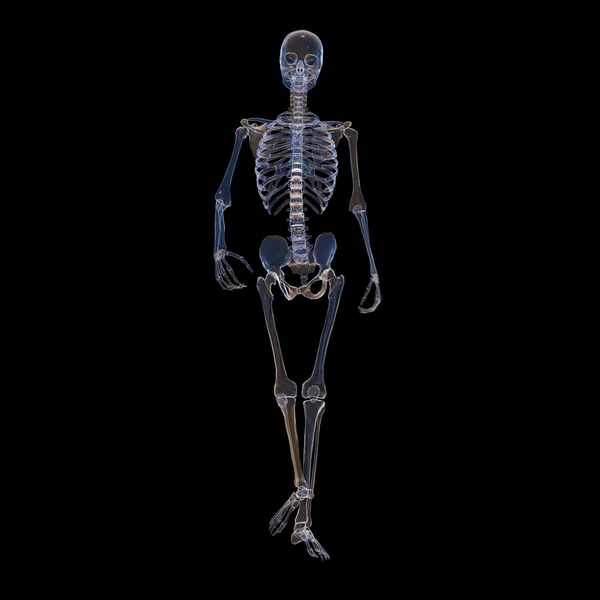 Szkielet — Zdjęcie stockowe