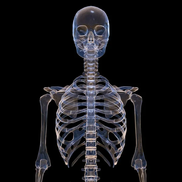 Human skeleton anatomy model Stock Photo by ©AnatomyInsider 129018934