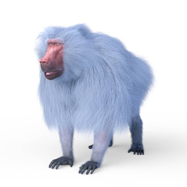 Bir Hamadryas babununun 3 boyutlu canlandırması