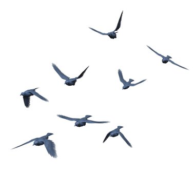 3D illustration of crows on white
