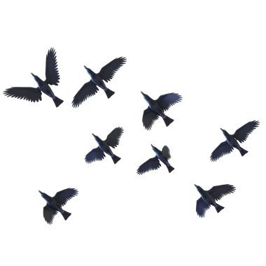 3D illustration of crows on white