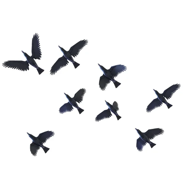 Illustration 3D de corbeaux sur blanc — Photo