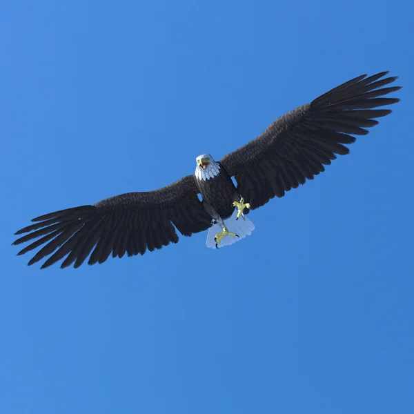 Ilustração 3D de uma águia careca e céu — Fotografia de Stock