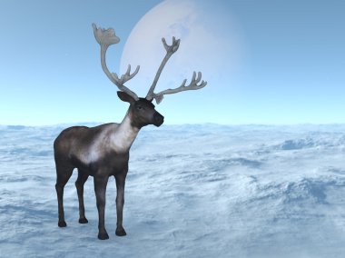 bir Ren geyiği 3D çizimi