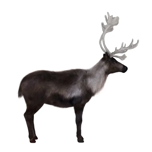 3D illustration of a reindeer — Stock Photo, Image