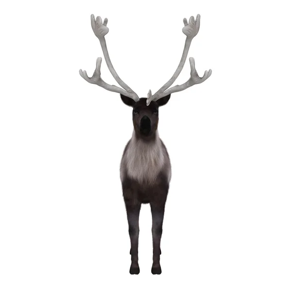 Illustration 3D d'un renne — Photo