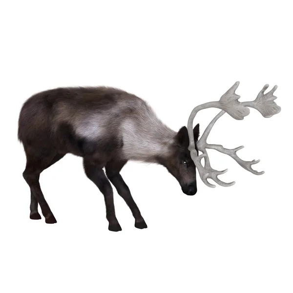 Ilustración 3D de un reno — Foto de Stock