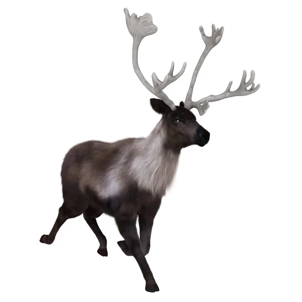 3D иллюстрация северного оленя — стоковое фото