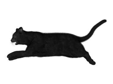 siyah bir kedi 3D çizimi