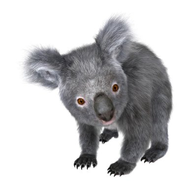 bir koala 3D çizimi