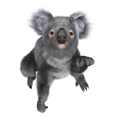 bir koala 3D çizimi