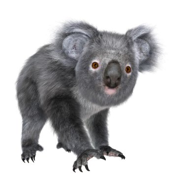 bir koala 3D çizimi