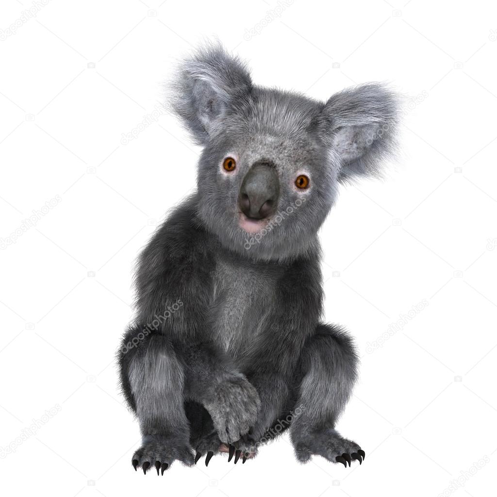 3D illustration of a koala