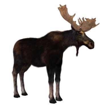 bir Ren geyiği 3D çizimi