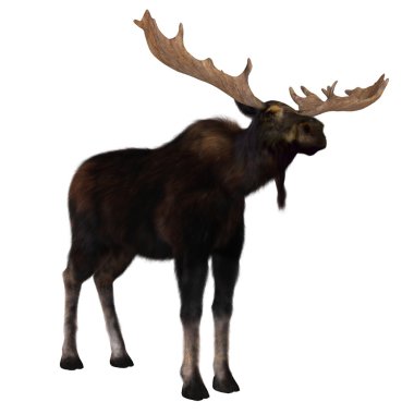 bir Ren geyiği 3D çizimi