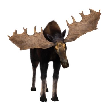 bir Ren geyiği 3D çizimi