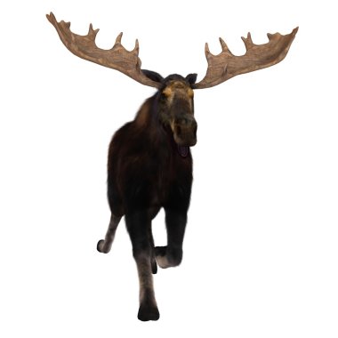 bir Ren geyiği 3D çizimi