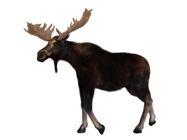 bir Ren geyiği 3D çizimi