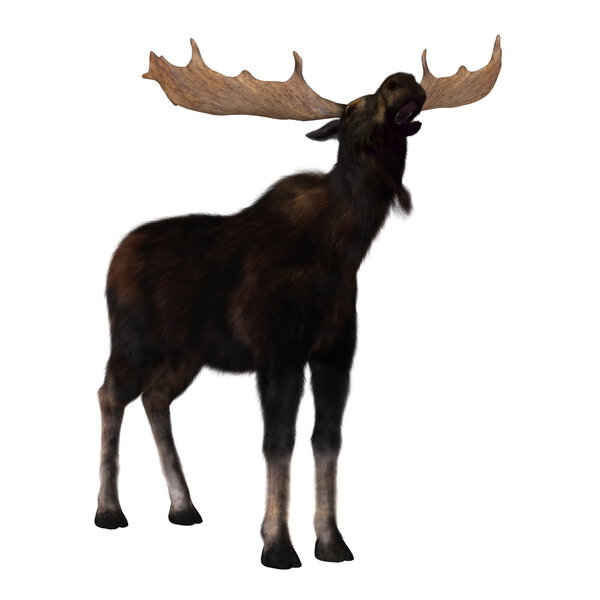 3D illustration of a reindeer