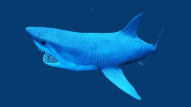 bir köpekbalığı 3D çizimi