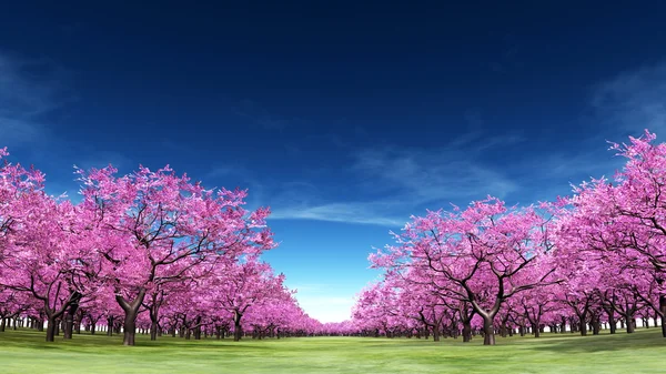 3D CG rendering of cherry trees — Stock Photo, Image