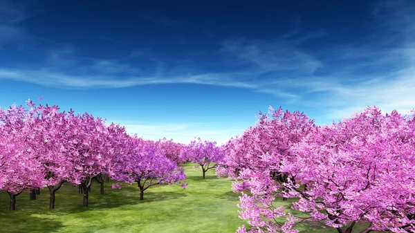 3D CG rendering of cherry trees — Stock Photo, Image