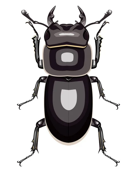 Isolated Decorative Image Stag Beetle Female White Background — Stock Vector