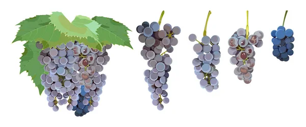 Ripe Bunches Isabella Grapes Different Shapes Sizes White Background — Stock Vector