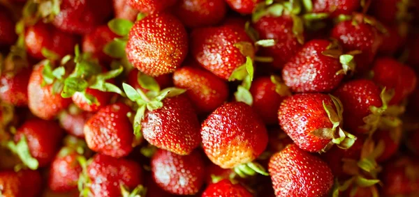 Nahrhafte Erdbeerfrüchte, Hintergrund frischer Erdbeeren — Stockfoto