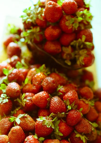 Nahrhafte Erdbeerfrucht — Stockfoto