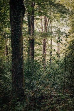 Cornwall İngiltere 'de sonbaharda boş bir orman.