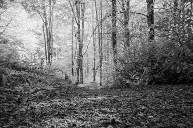 Ağaçlar ve ormanlarla dolu güzel bir manzara.
