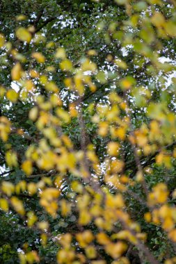 Sonbahar yaprakları, sonbahar bitkileri 