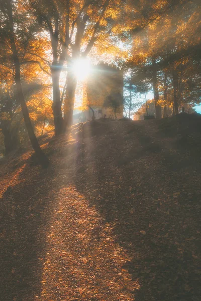 Autumn Forest Trees Sun Rays — Stock Photo, Image