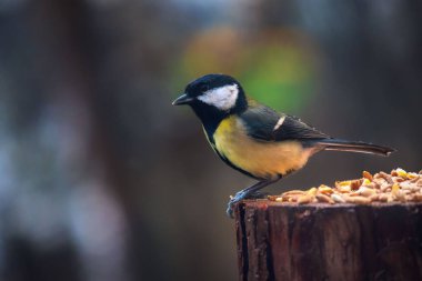 bir dal üzerinde oturan büyük baştankara