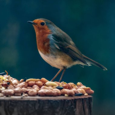 Bir ağacın dalında bir kuş oturuyor.