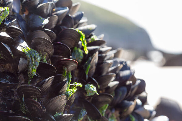 closeup view of mussels on the beach.