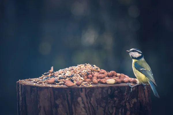 Oiseau Est Assis Sur Une Branche Arbre — Photo