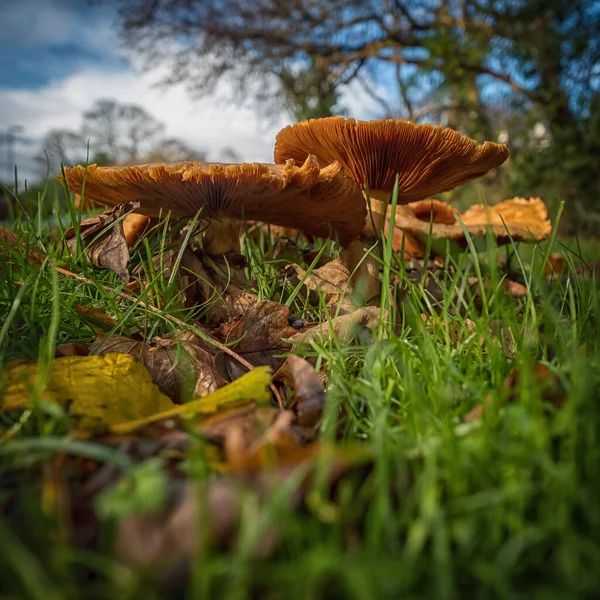 Milk cap mushrooms in the woods