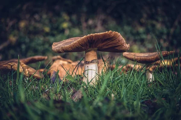 Milk cap mushrooms in the woods