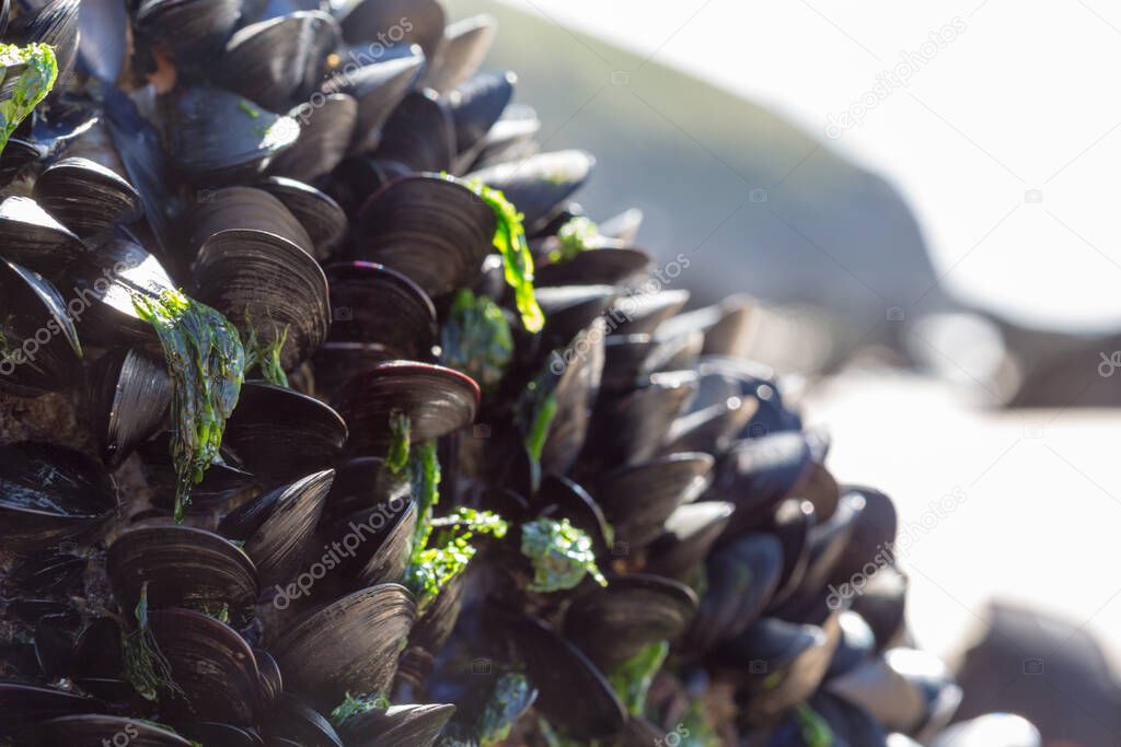 closeup view of mussels on the beach.