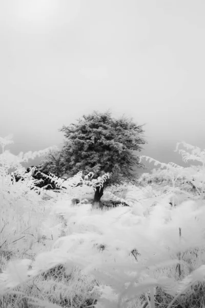 Paesaggio Invernale Con Neve Montagne — Foto Stock