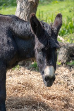 Dosyalanmış Cornwall UK 'de Eşek
