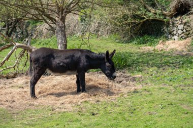 Dosyalanmış Cornwall UK 'de Eşek
