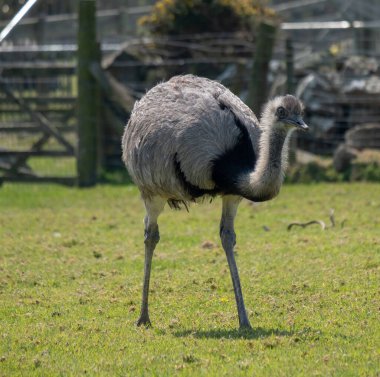 Yeşil çim tarlasında genç devekuşu