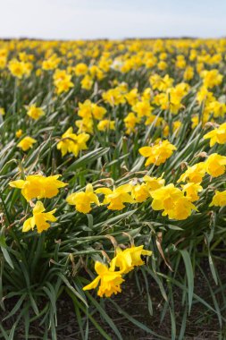 Sarı çiçekler tarlada yetişir.