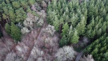 Truro Cornwall yakınlarındaki Ladock Ormanı İngiltere Birleşik Havalimanı 