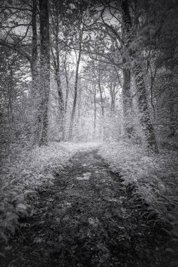 Sonbahar ormanı, en küçük mısır gevreği.